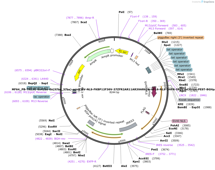 176624-plasmid-map-sequence-id-347134