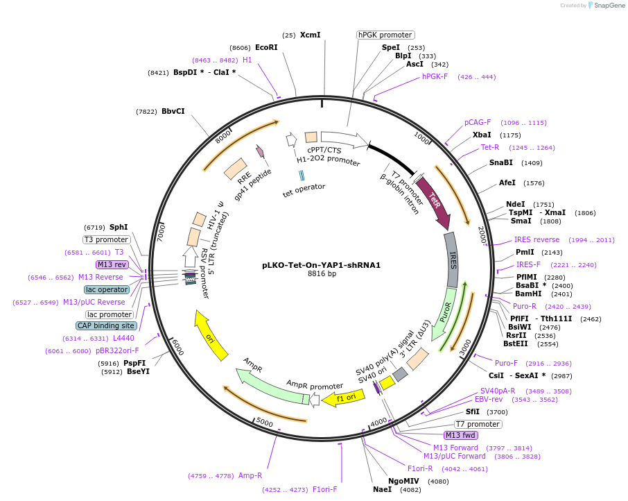 176846-plasmid-map-sequence-id-347135