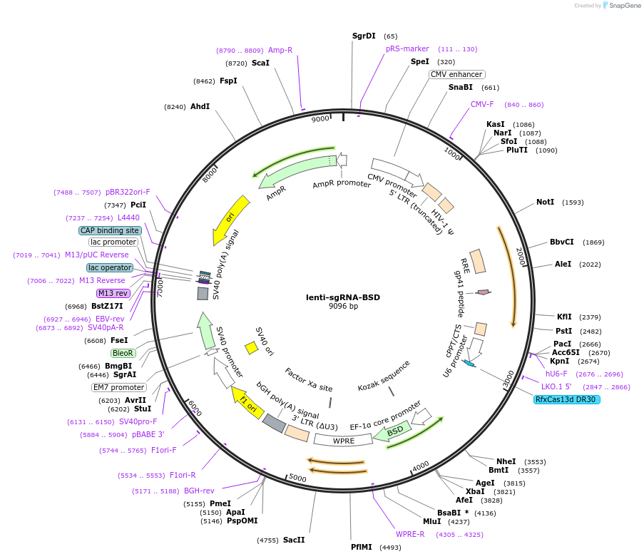 175583-plasmid-map-sequence-id-347144