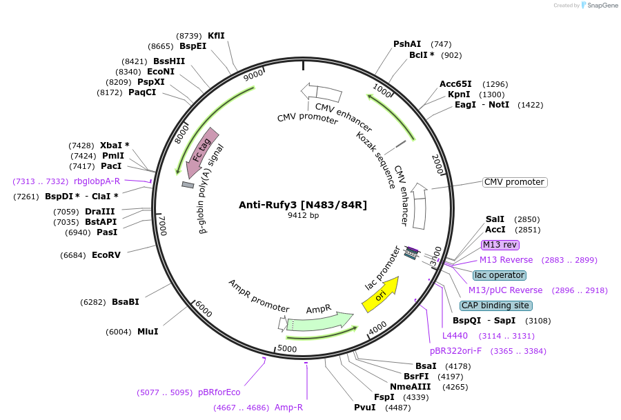 177558-plasmid-map-sequence-id-347148