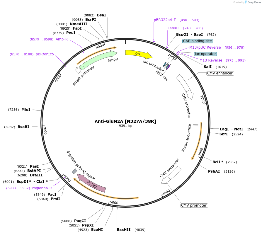 177532-plasmid-map-sequence-id-347156
