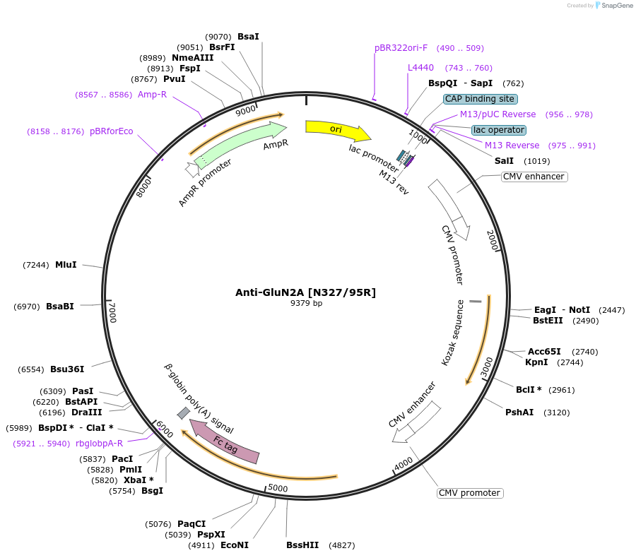 177531-plasmid-map-sequence-id-347157