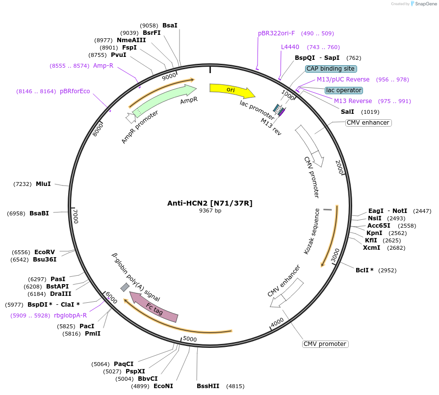 177567-plasmid-map-sequence-id-347160