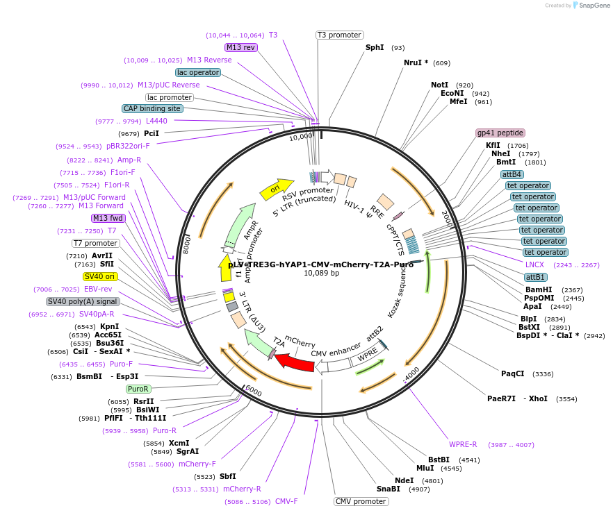 176850-plasmid-map-sequence-id-347164