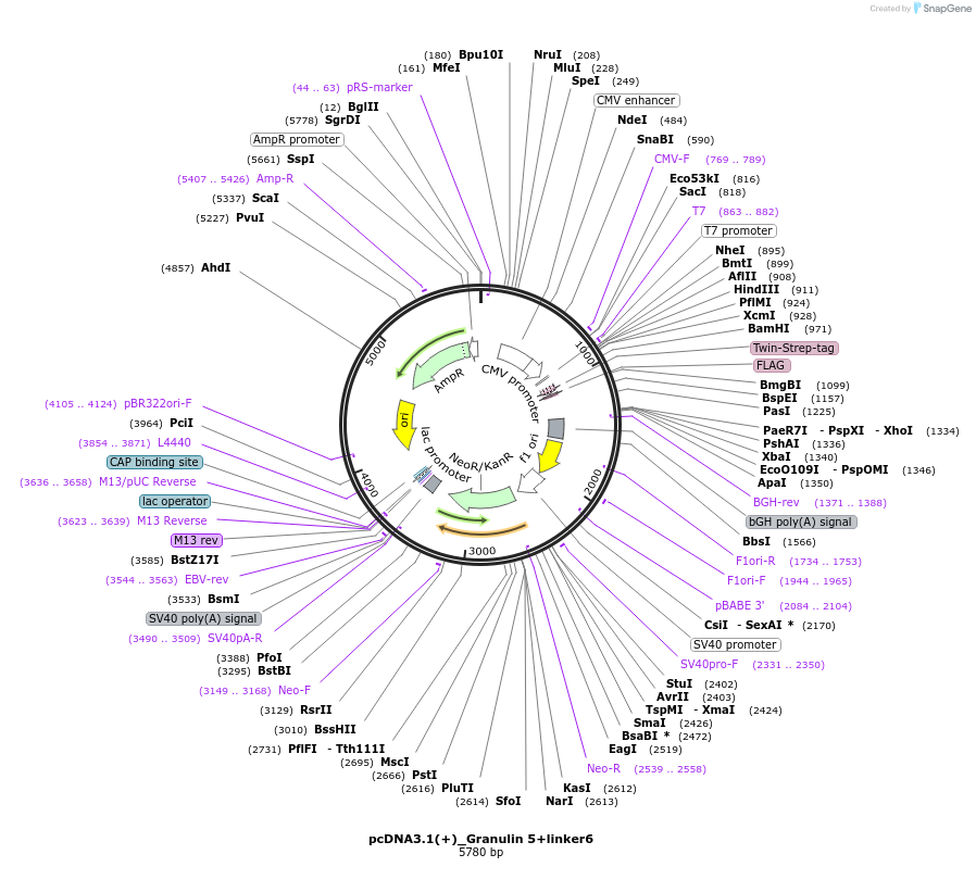 176926-plasmid-map-sequence-id-347171