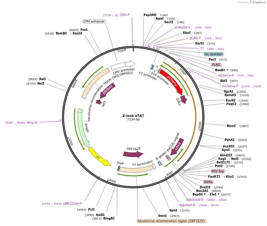 175290-plasmid-map-sequence-id-347221