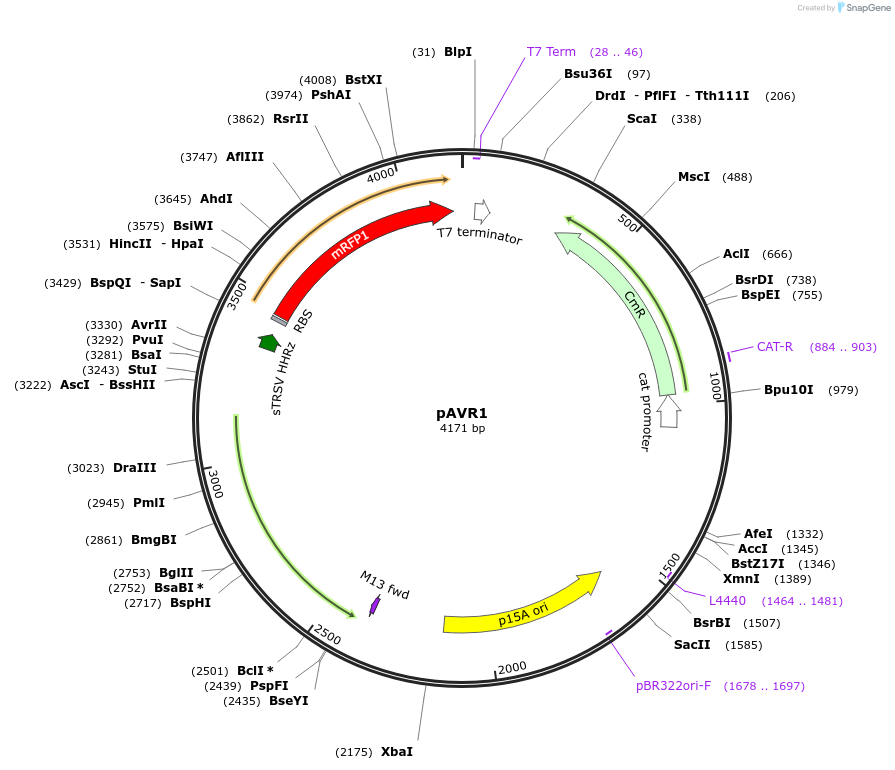 172563-plasmid-map-sequence-id-347243