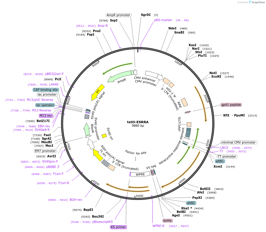 170683-plasmid-map-sequence-id-347244