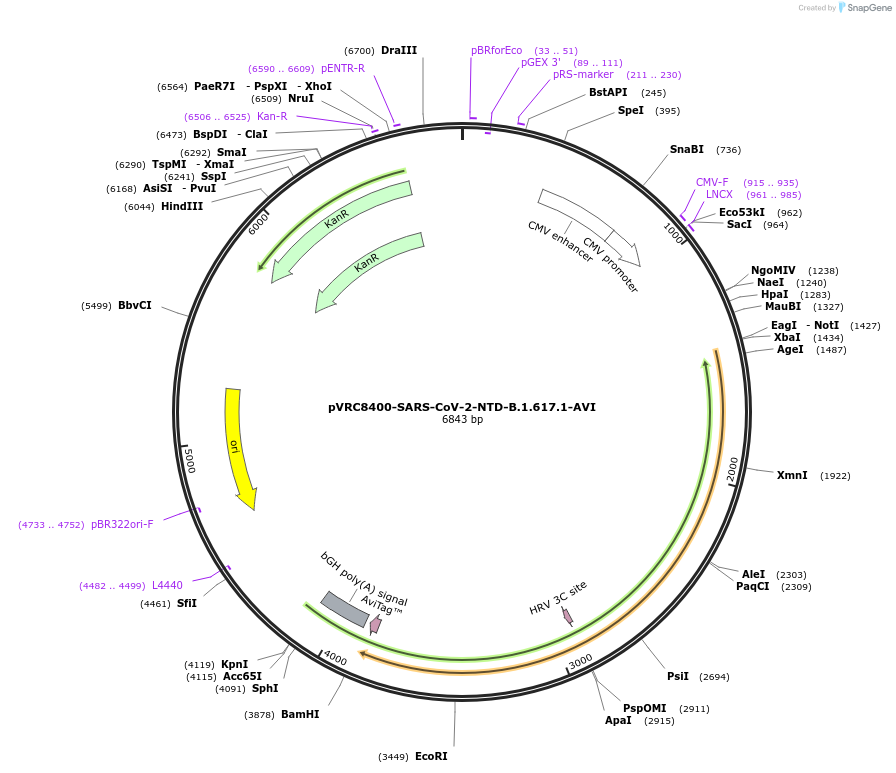 176435-plasmid-map-sequence-id-347246
