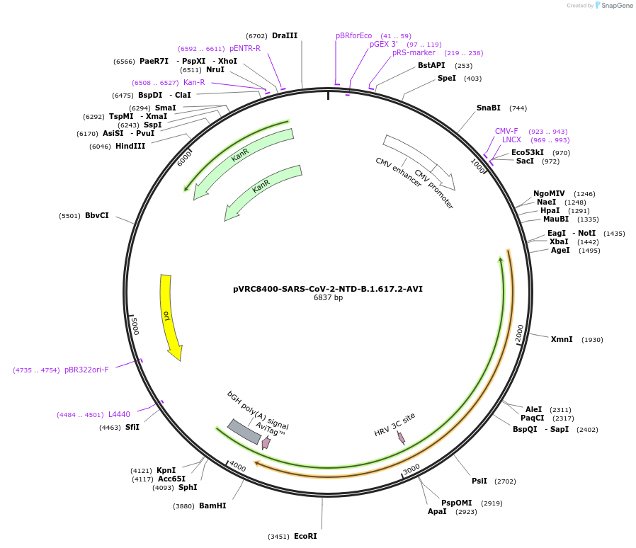 176436-plasmid-map-sequence-id-347247