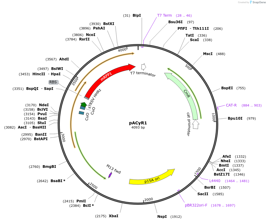 172565-plasmid-map-sequence-id-347262