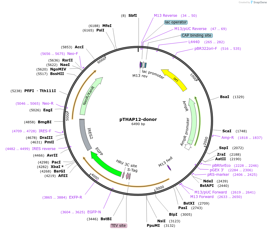 176348-plasmid-map-sequence-id-347267