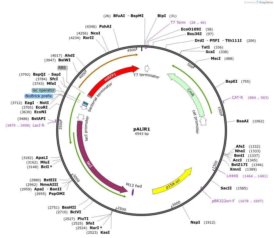 172566-plasmid-map-sequence-id-347268