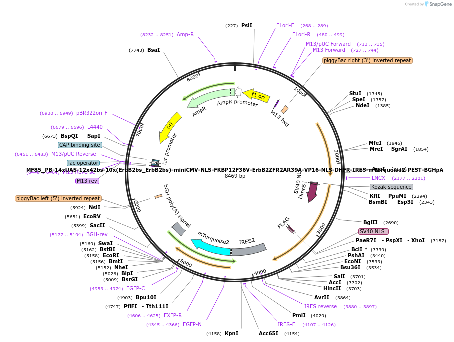176629-plasmid-map-sequence-id-347269