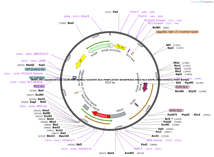 176628-plasmid-map-sequence-id-347271