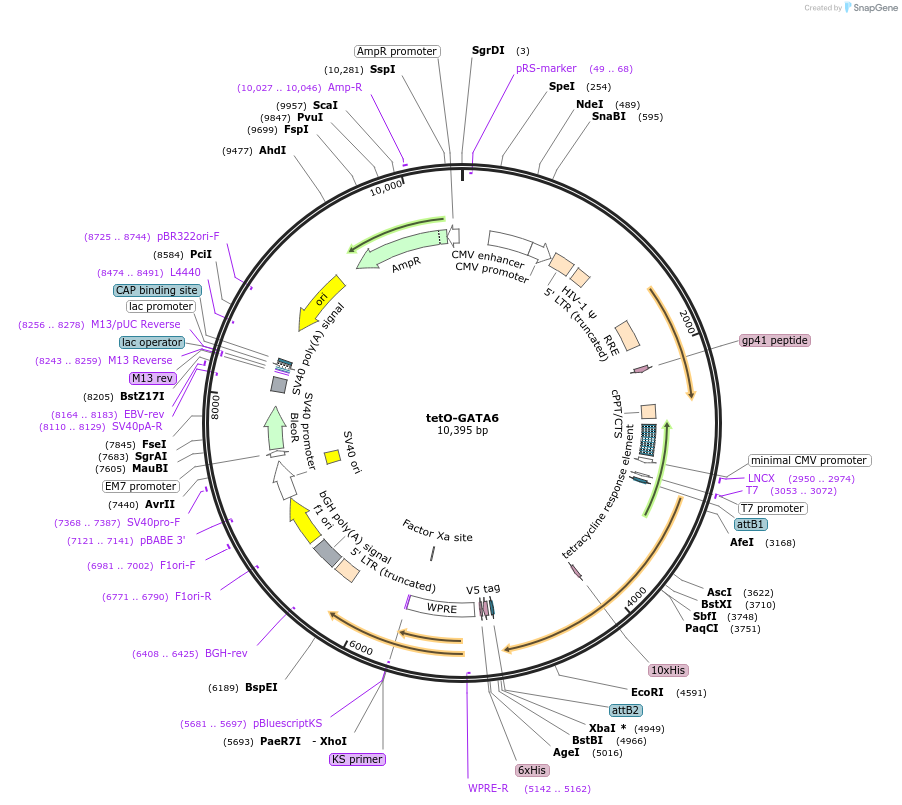 170688-plasmid-map-sequence-id-347274