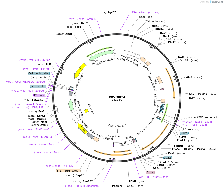 170691-plasmid-map-sequence-id-347278
