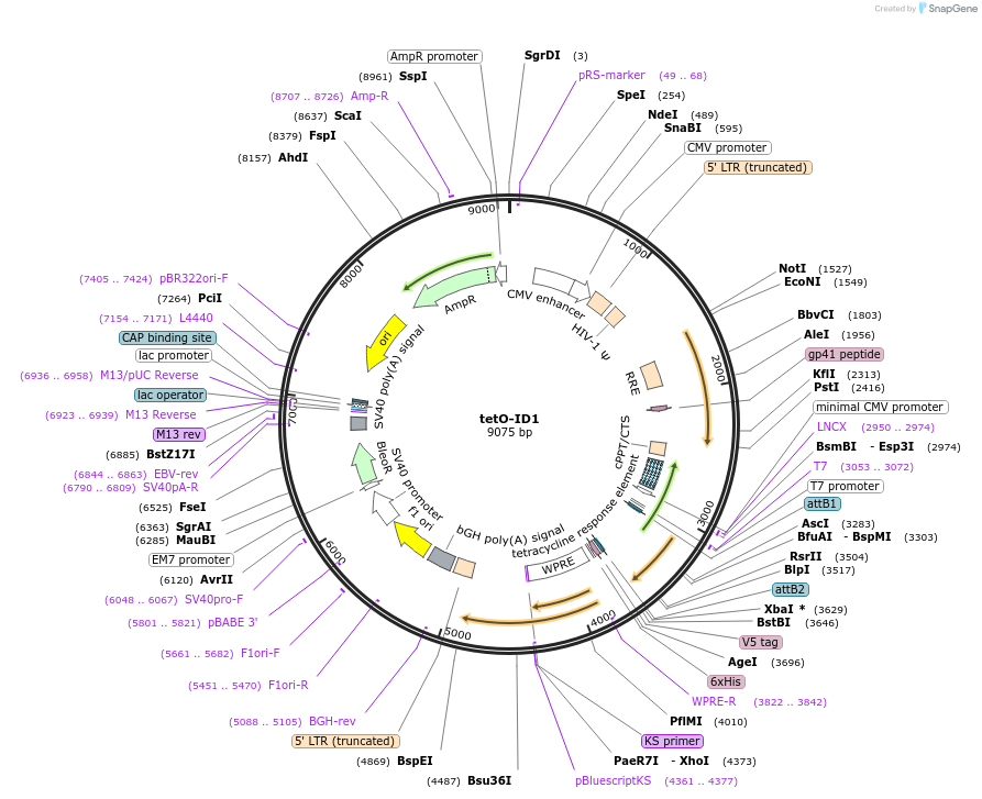 170692-plasmid-map-sequence-id-347279
