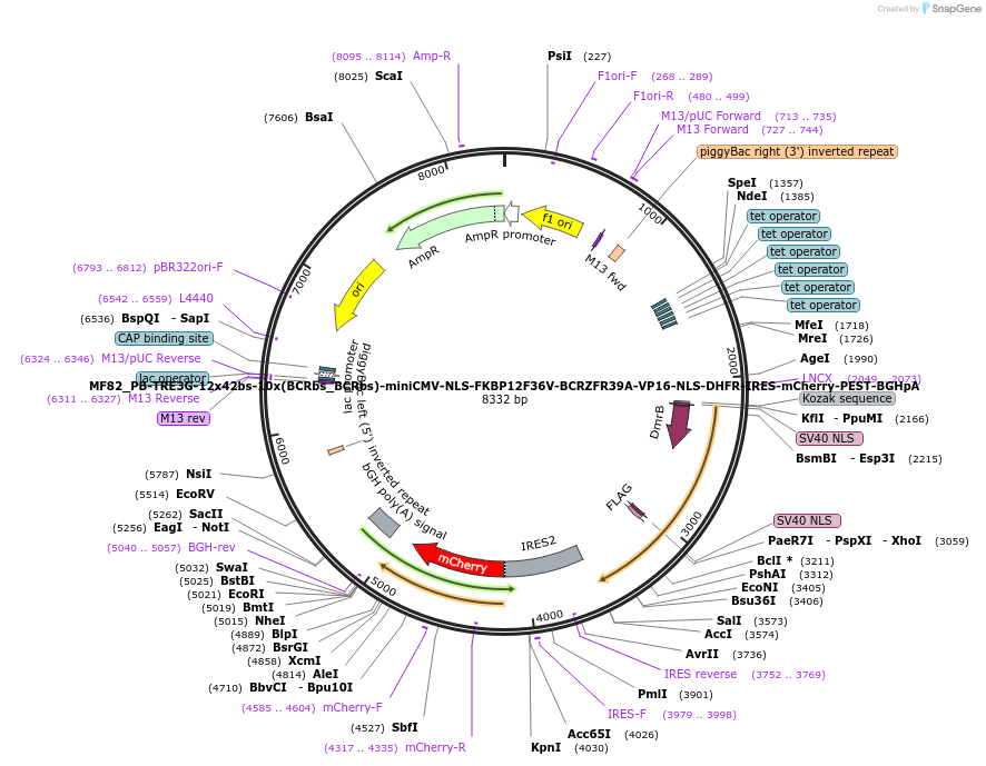 176626-plasmid-map-sequence-id-347282
