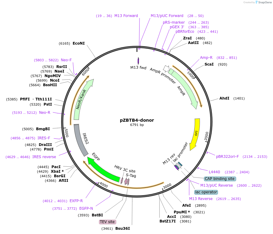 176374-plasmid-map-sequence-id-347293