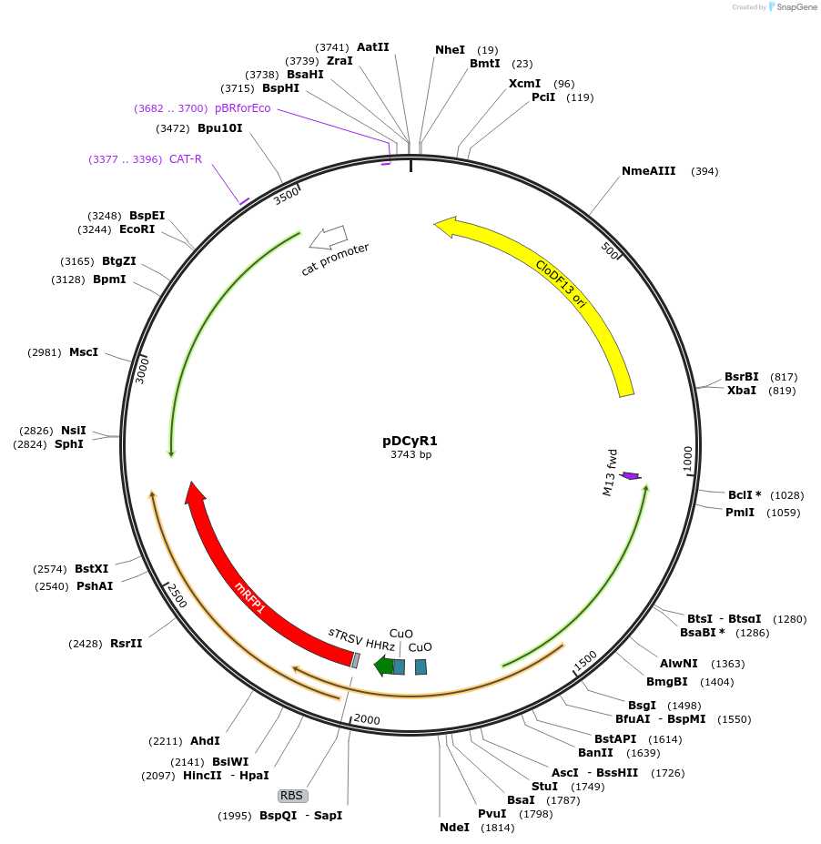 172568-plasmid-map-sequence-id-347313