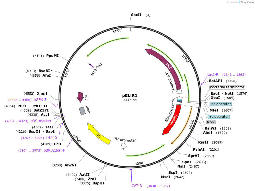 172569-plasmid-map-sequence-id-347325