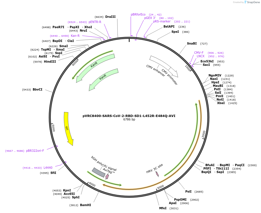 176455-plasmid-map-sequence-id-347370