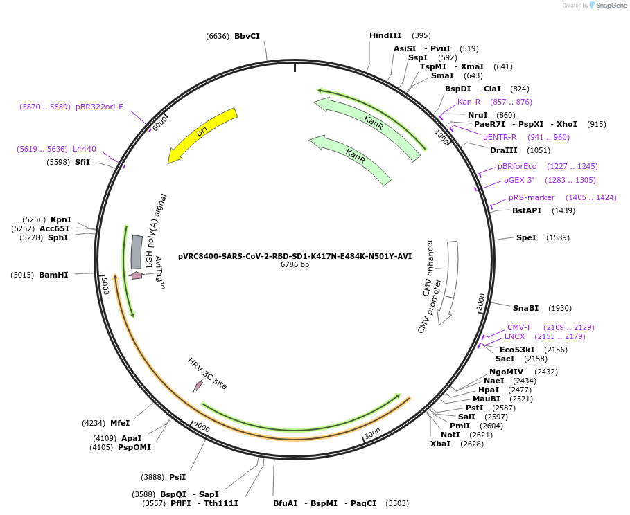 176450-plasmid-map-sequence-id-347372