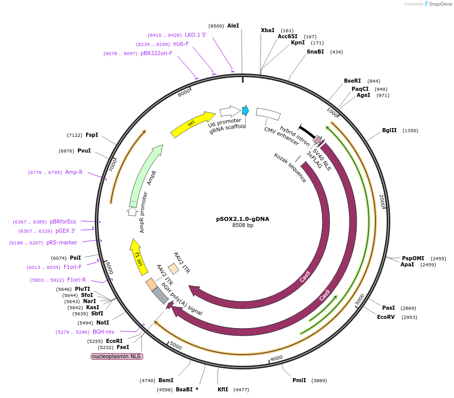 176382-plasmid-map-sequence-id-347388