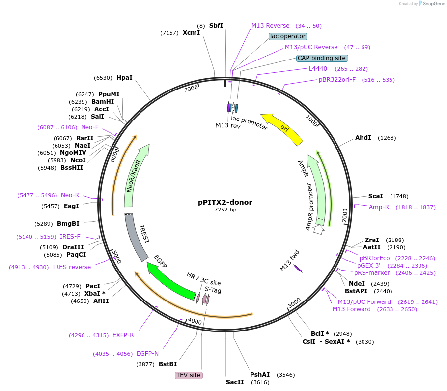 176372-plasmid-map-sequence-id-347400