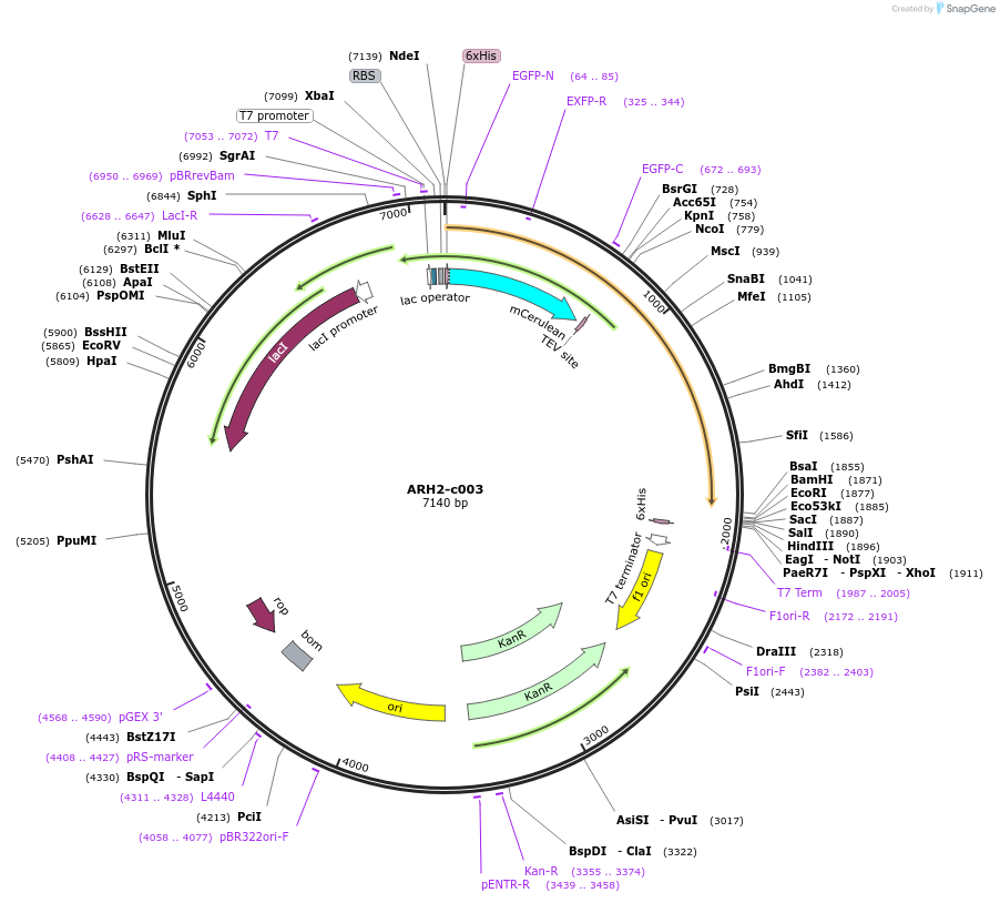 173094-plasmid-map-sequence-id-347406