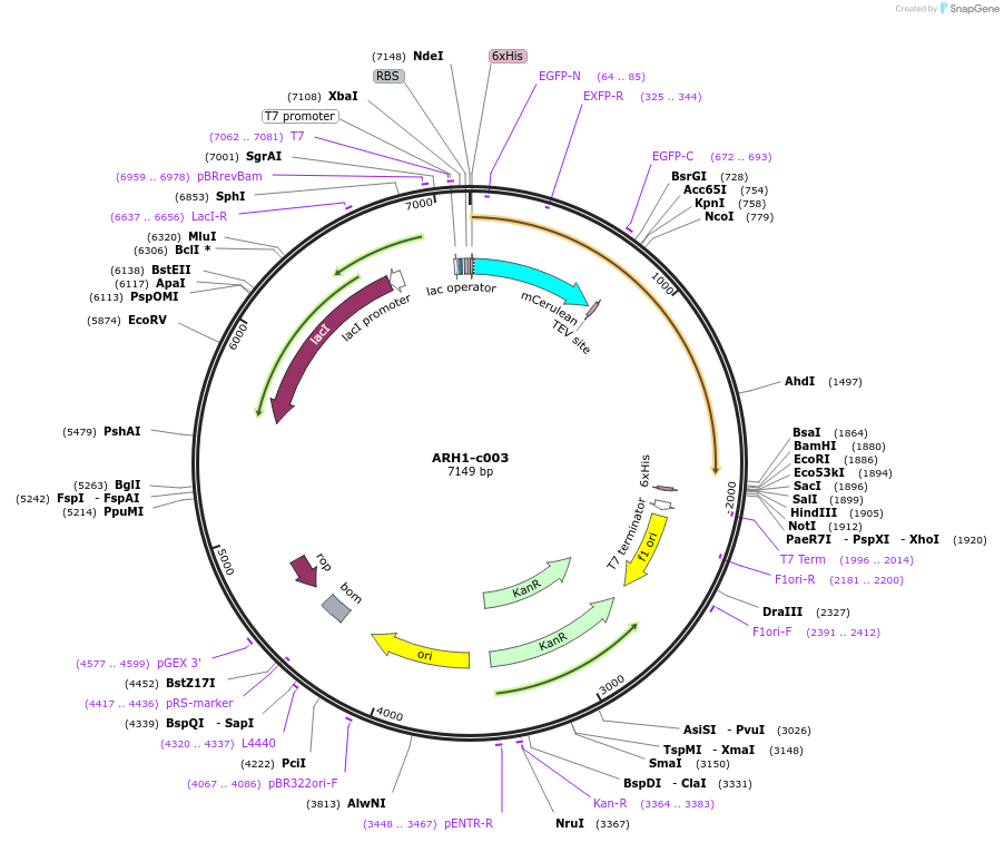 173093-plasmid-map-sequence-id-347408