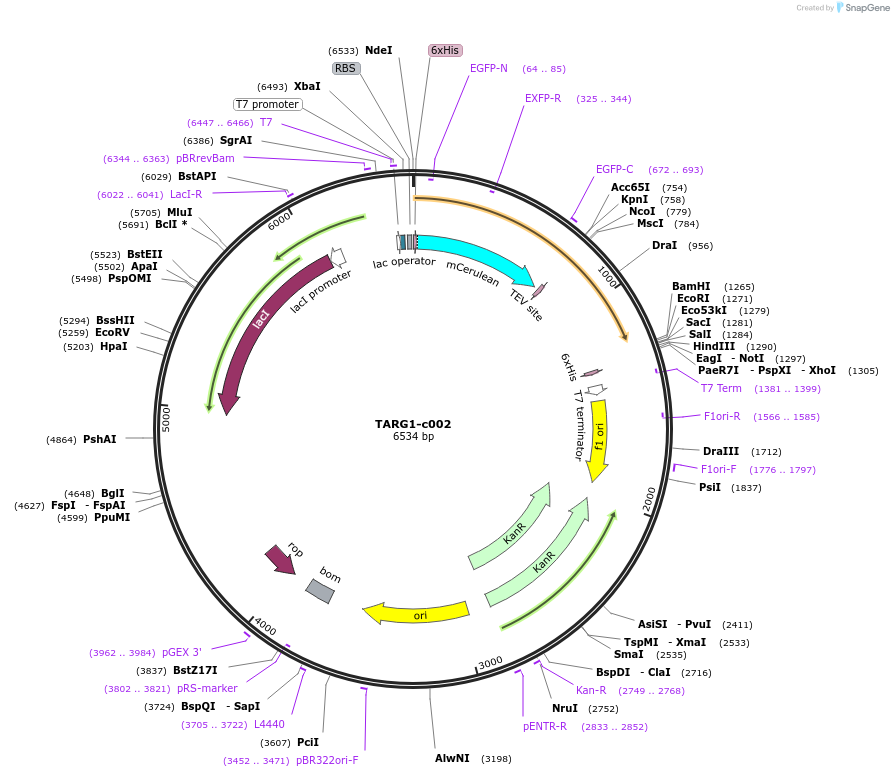 173108-plasmid-map-sequence-id-347413