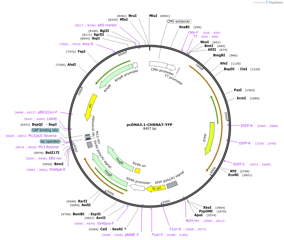 62630-plasmid-map-sequence-id-347416