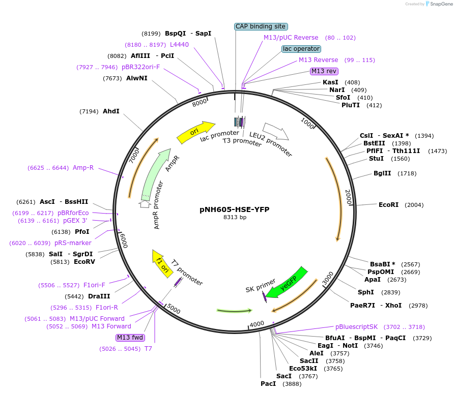 172131-plasmid-map-sequence-id-347422
