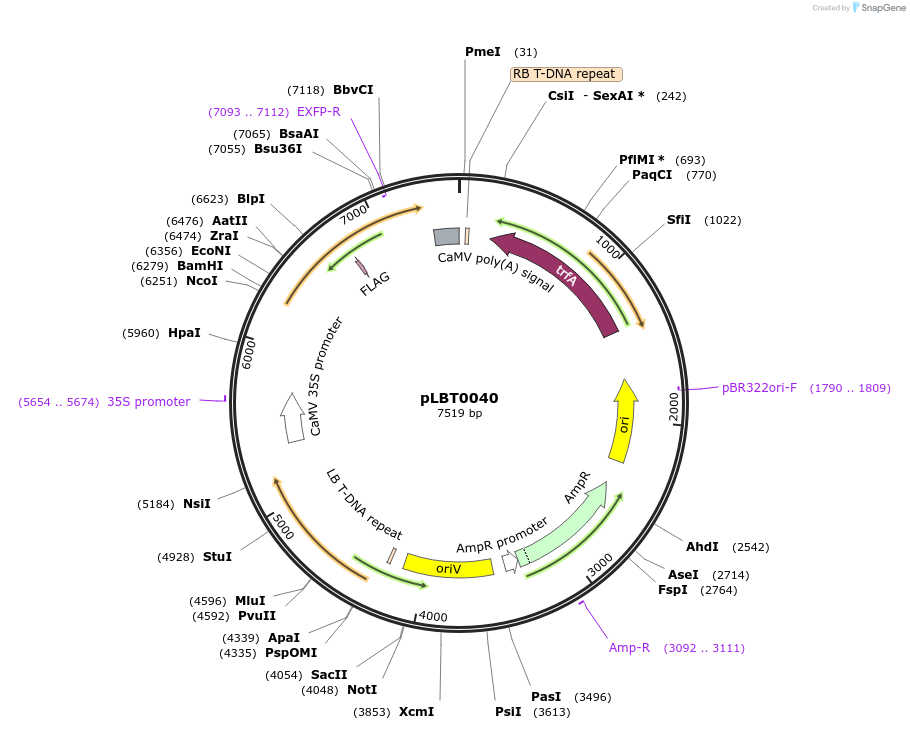 172800-plasmid-map-sequence-id-347428