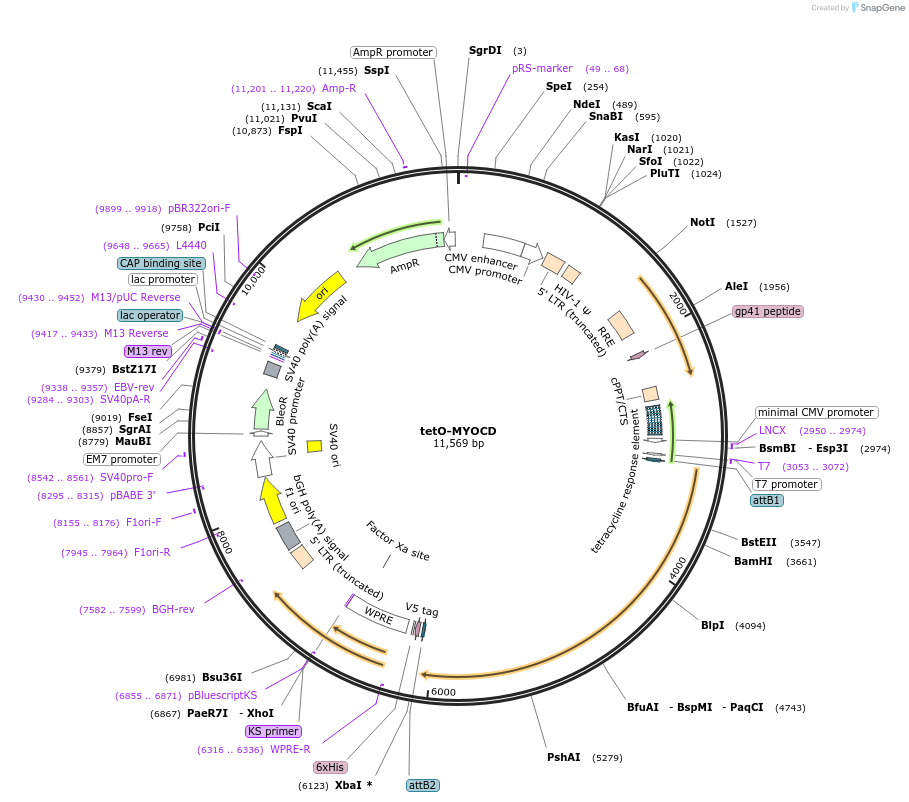 170696-plasmid-map-sequence-id-347434