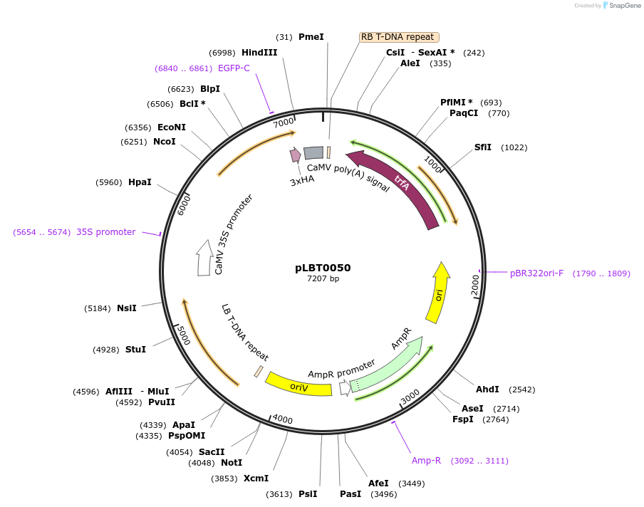 172801-plasmid-map-sequence-id-347445