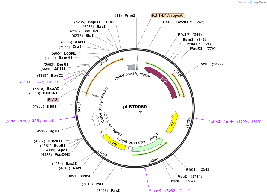 172802-plasmid-map-sequence-id-347446