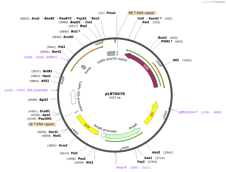 172803-plasmid-map-sequence-id-347448