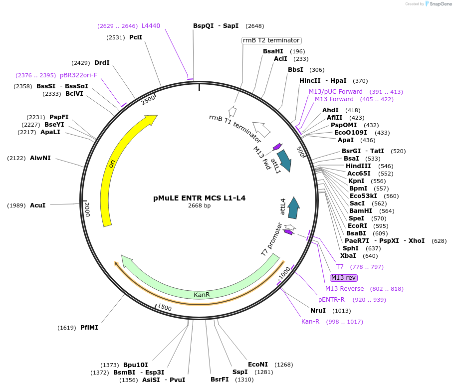 62087-plasmid-map-sequence-id-347562