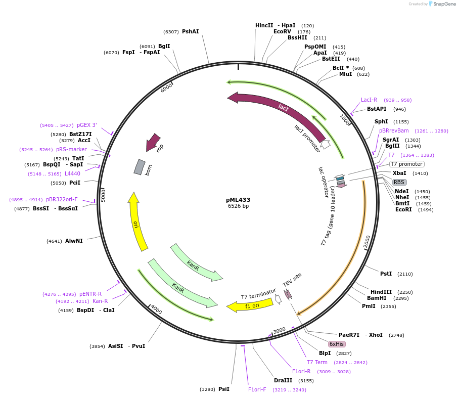 177190-plasmid-map-sequence-id-347566