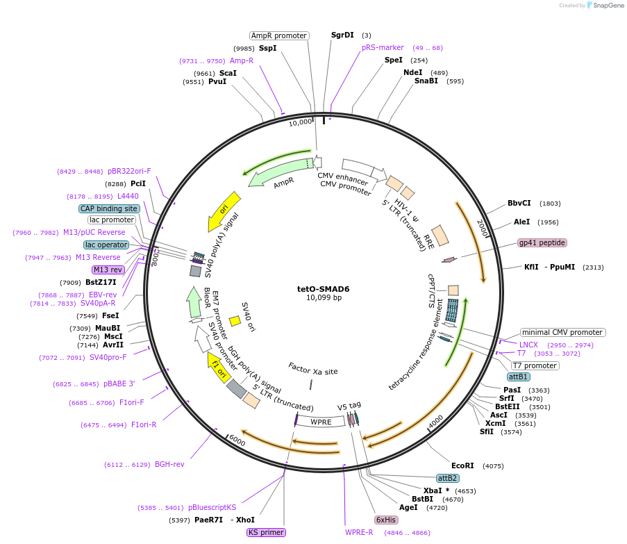 170700-plasmid-map-sequence-id-347567