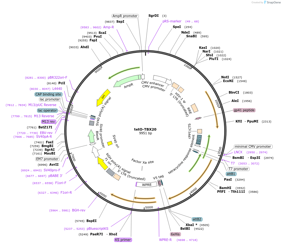 170705-plasmid-map-sequence-id-347569