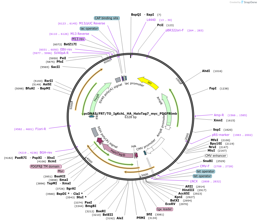 175534-plasmid-map-sequence-id-347599