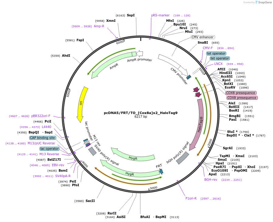 175539-plasmid-map-sequence-id-347600