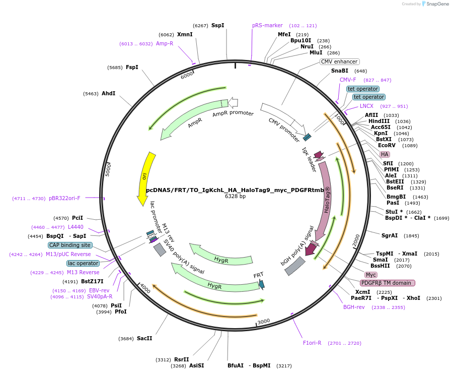 175544-plasmid-map-sequence-id-347601