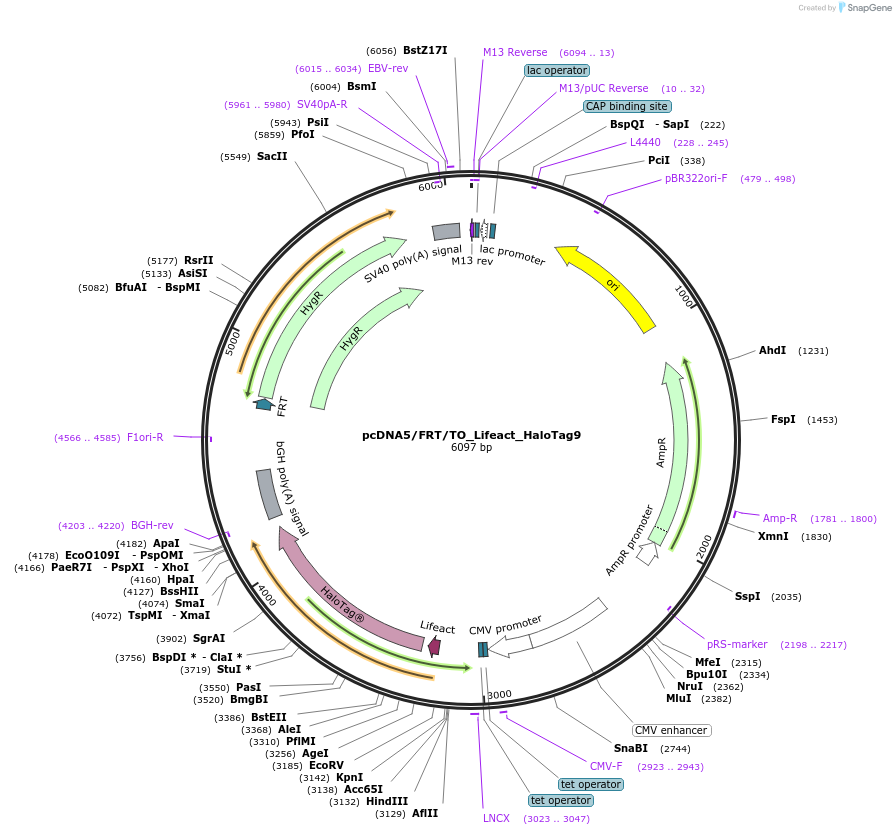 175545-plasmid-map-sequence-id-347602