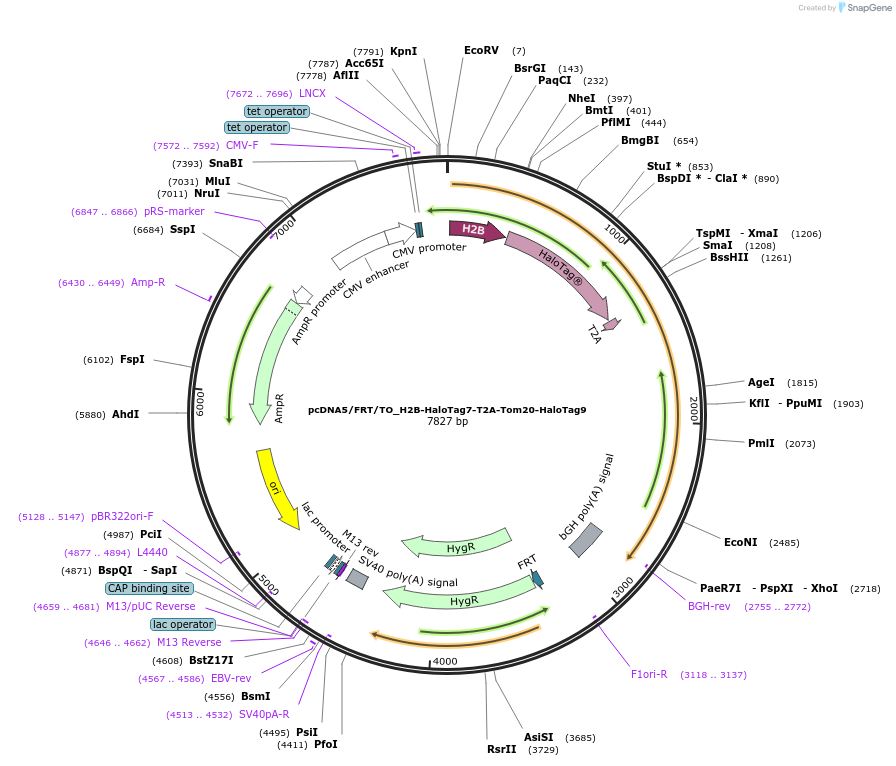 175547-plasmid-map-sequence-id-347603
