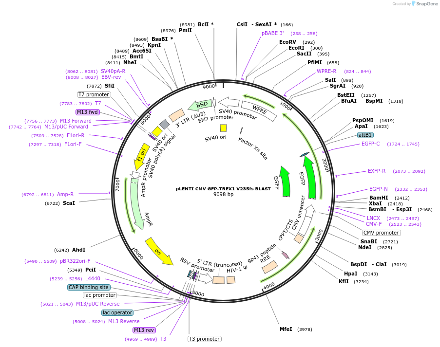 164236-plasmid-map-sequence-id-347606
